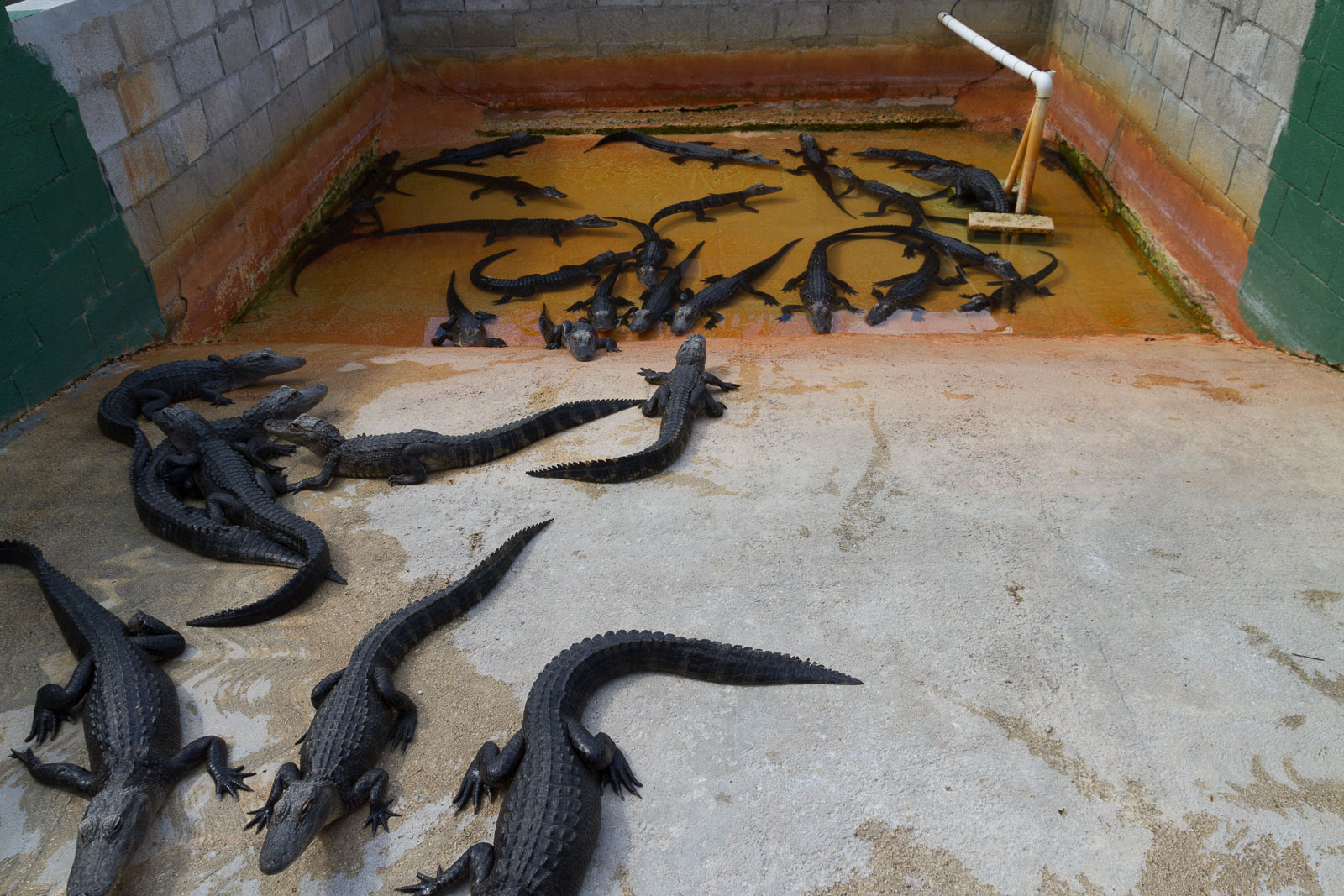 09 02 Homestead 041 IMG 5878