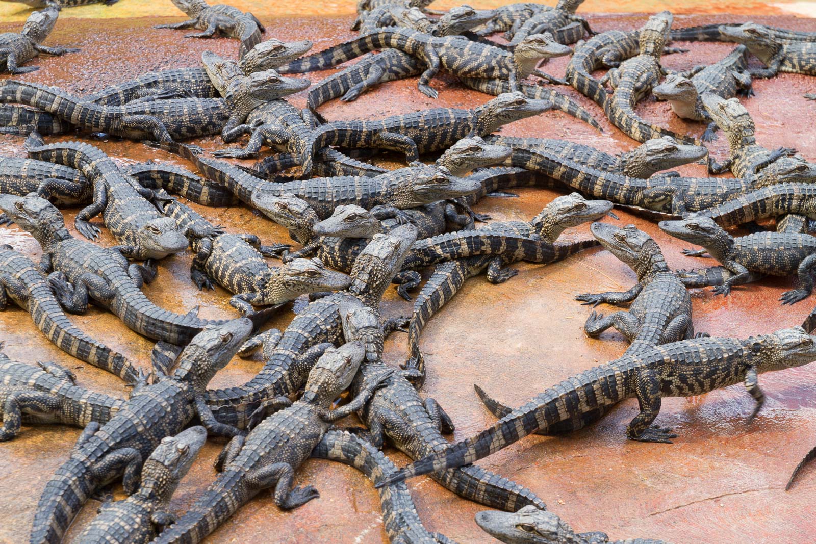 10 02 Homestead 040 IMG 5877