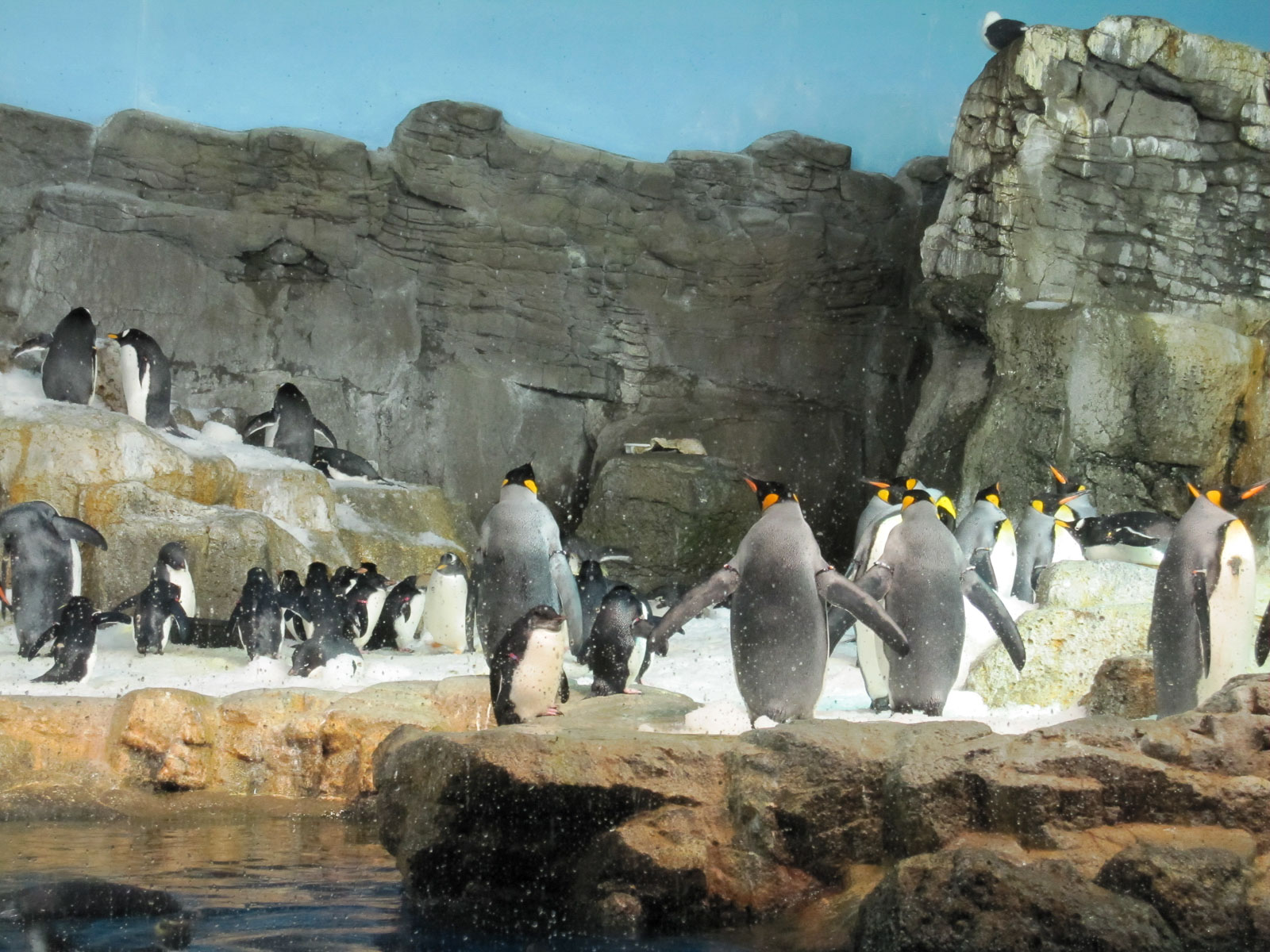 18 04b Orlando SeaWorld 009 IMG 3375